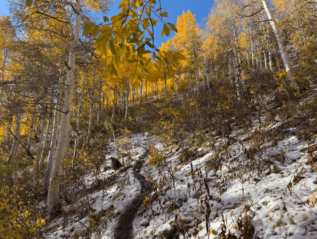 Colorful aspens in the snow along the Gobblers Knob trail