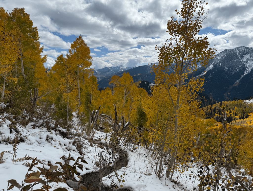 Glowing aspens in the snow on the Butler Fork Trail in Utah
