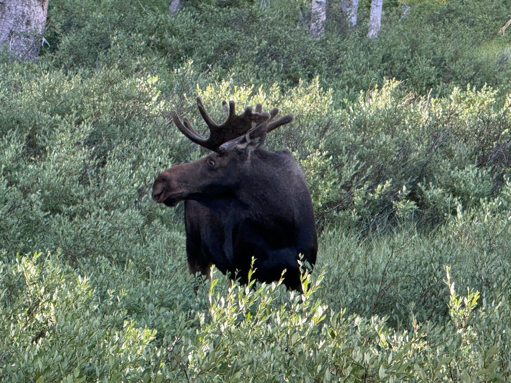 Solitary bull moose