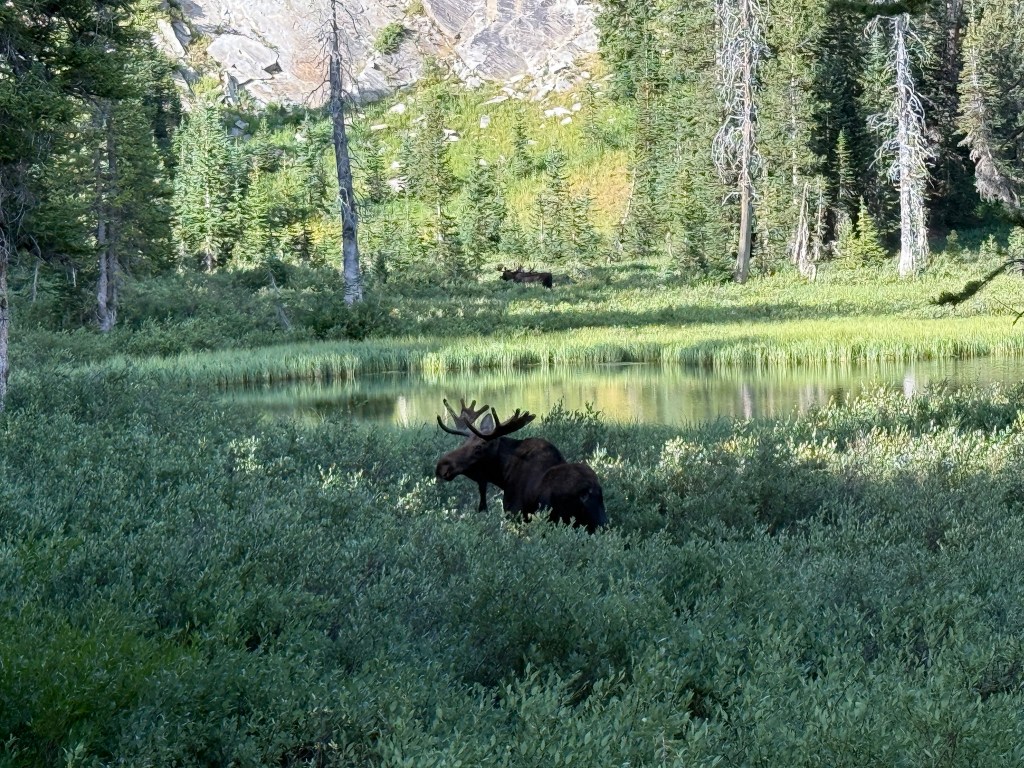 Solitary bull moose at Dog Lake