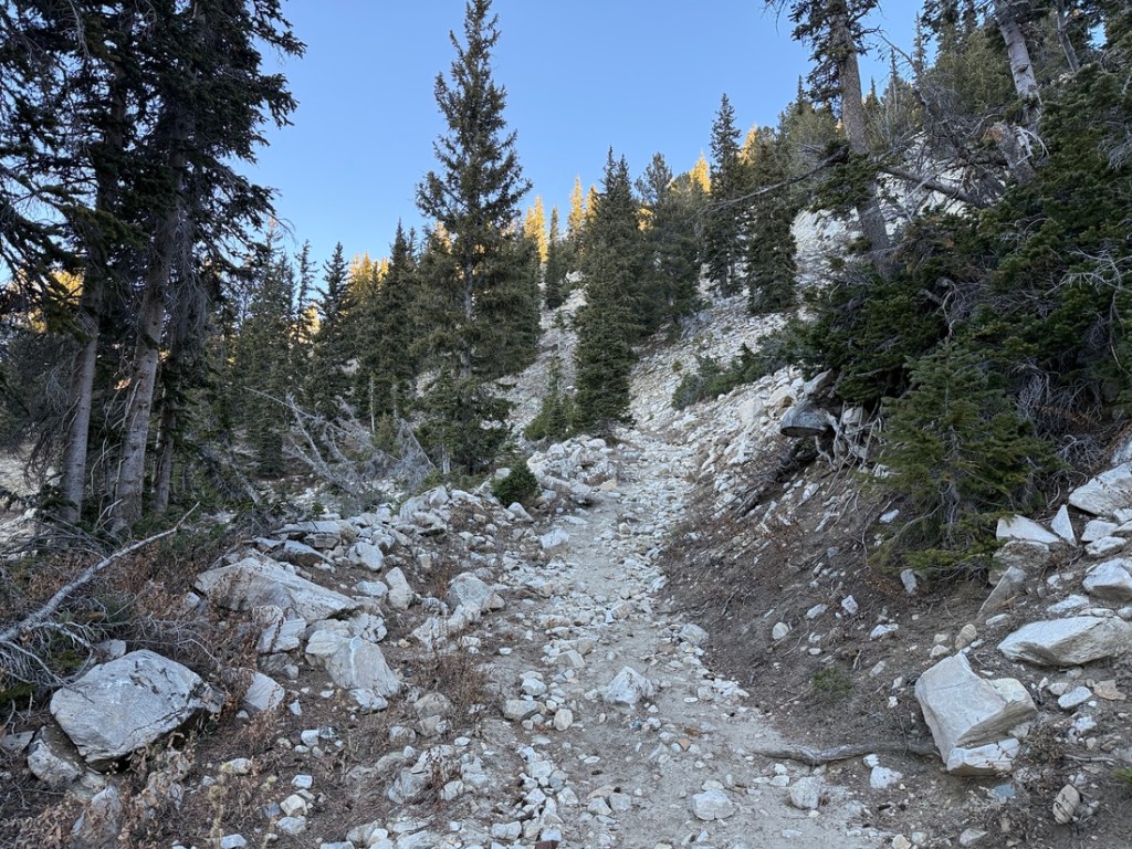 Trail up Grizzly Gulch