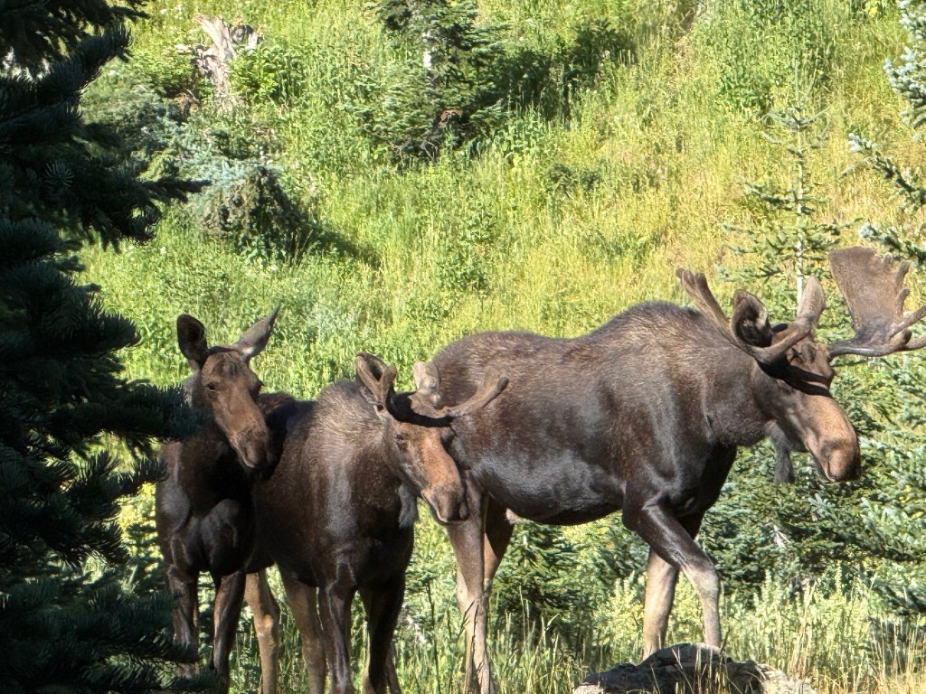 Two bull moose with a cow moose
