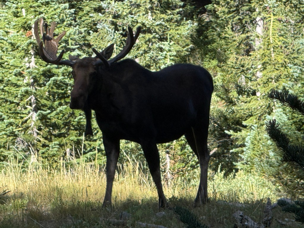 Big bull moose at Dog Lake