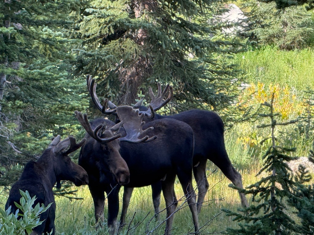 Three bull moose
