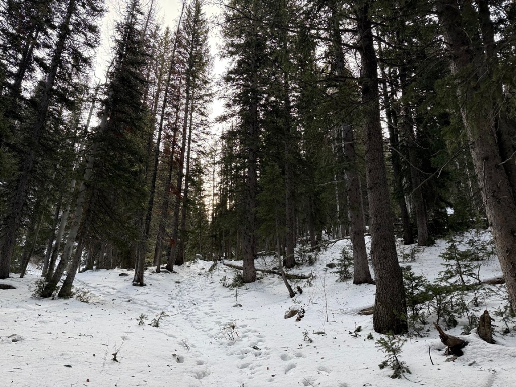 Through the forest to Gloria Falls