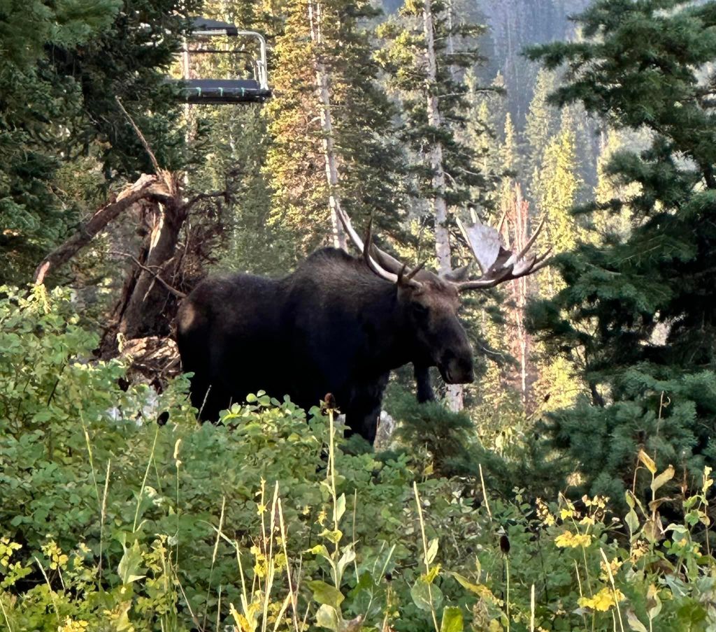 Large Bull Moose at Brighton Ski Resort