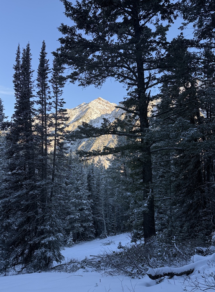 Peak framed in trees from the Gloria Falls Trail